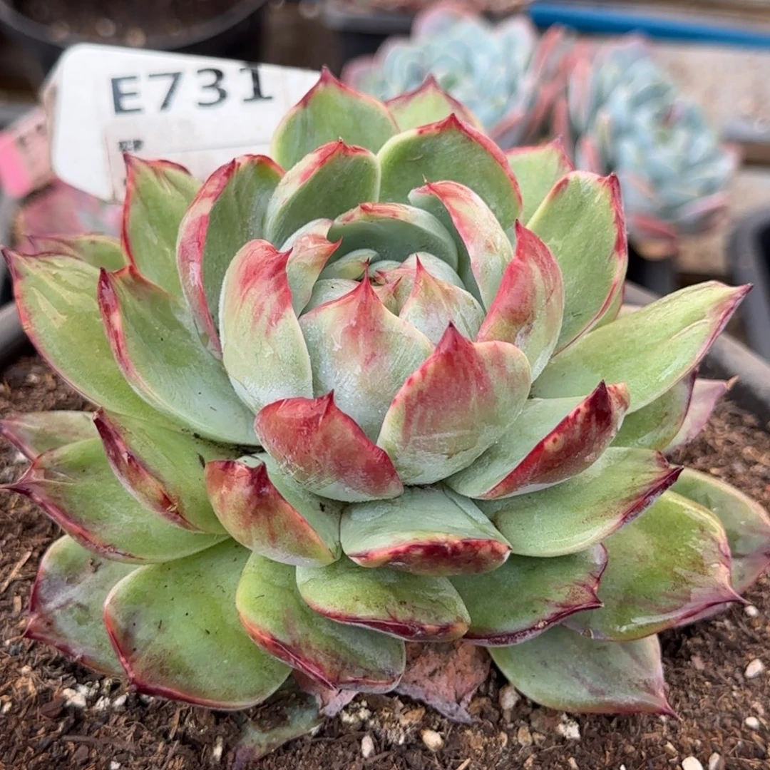 花脸惊鸿一物一拍包装收缩花旱
