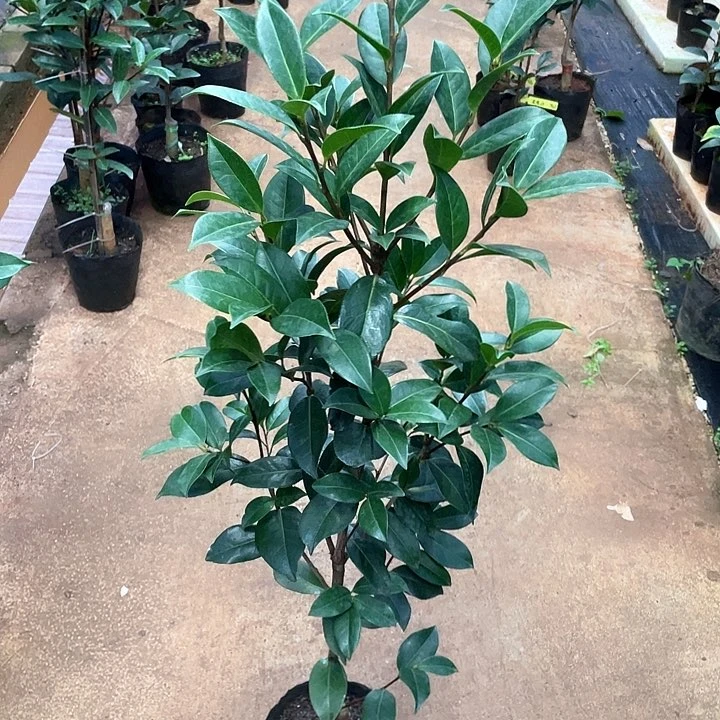 完全开放玉玫瑰嫁接一刀1.15米高