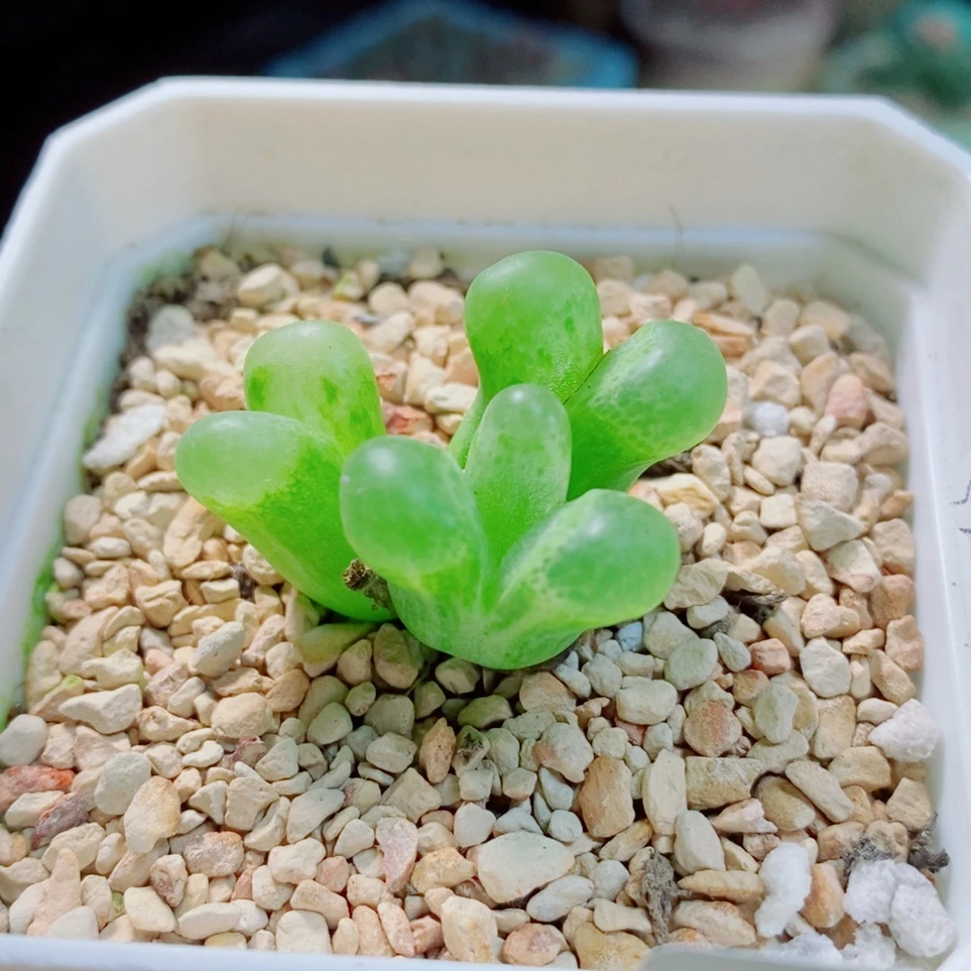 生石花花花花花花花花782