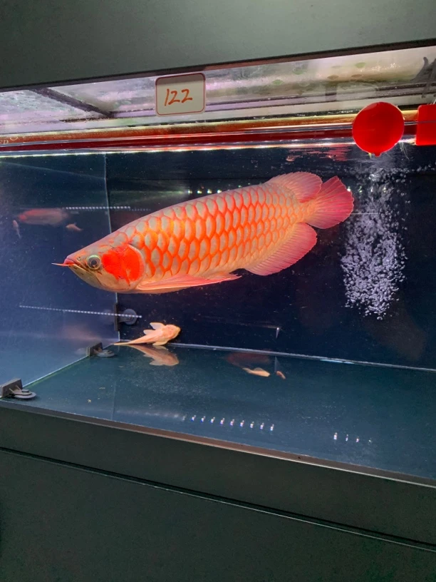 红龙鱼！纯血统的印尼红龙，自然发色大七鳍红龙鱼！