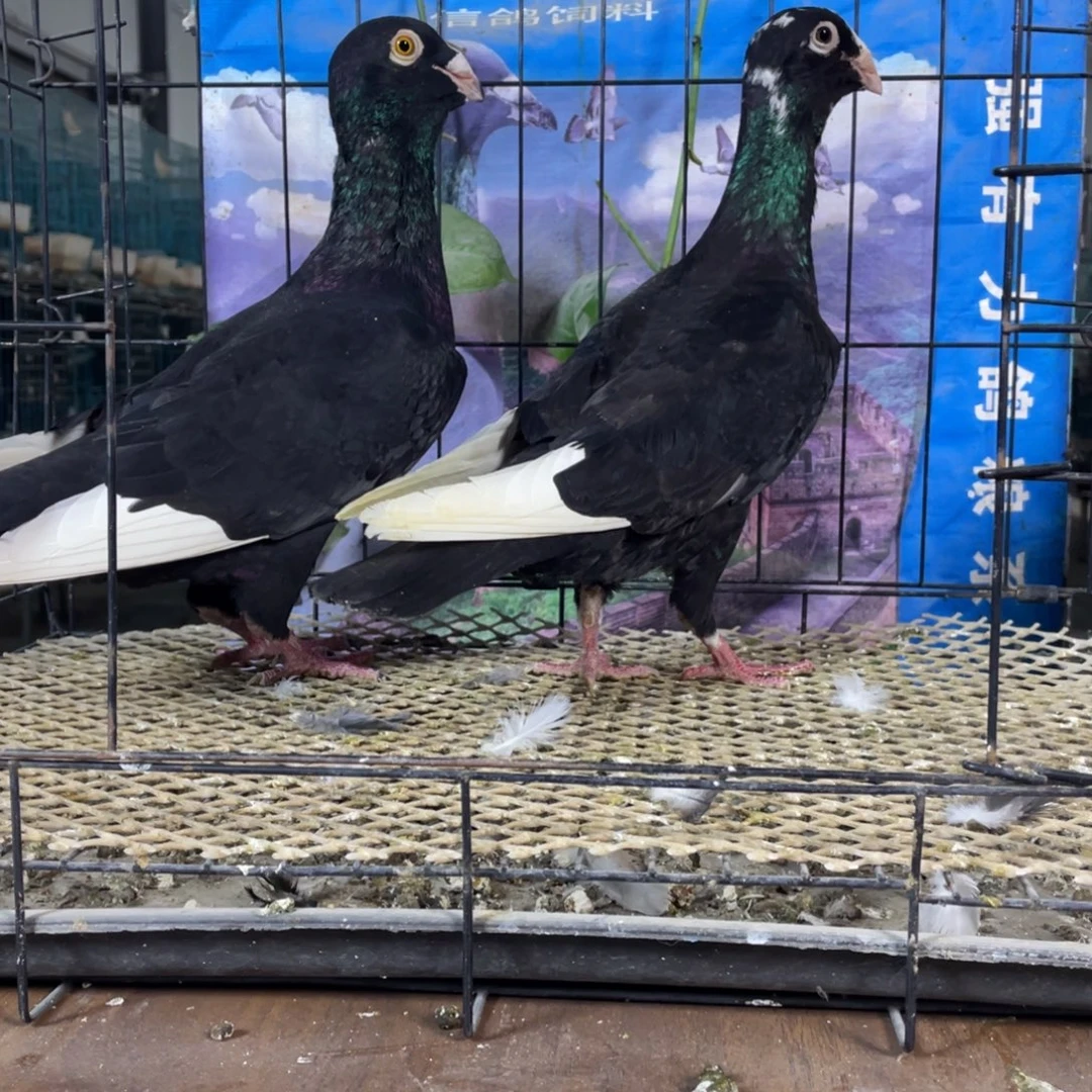 阿拉伯黑色耳环，青年一对