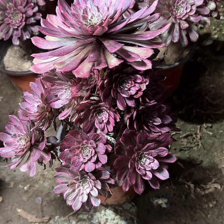 水**成多肉植物法师紫霞仙子99