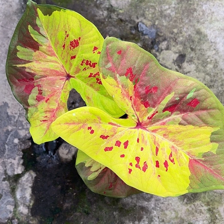 11-0104彩叶芋广东现货