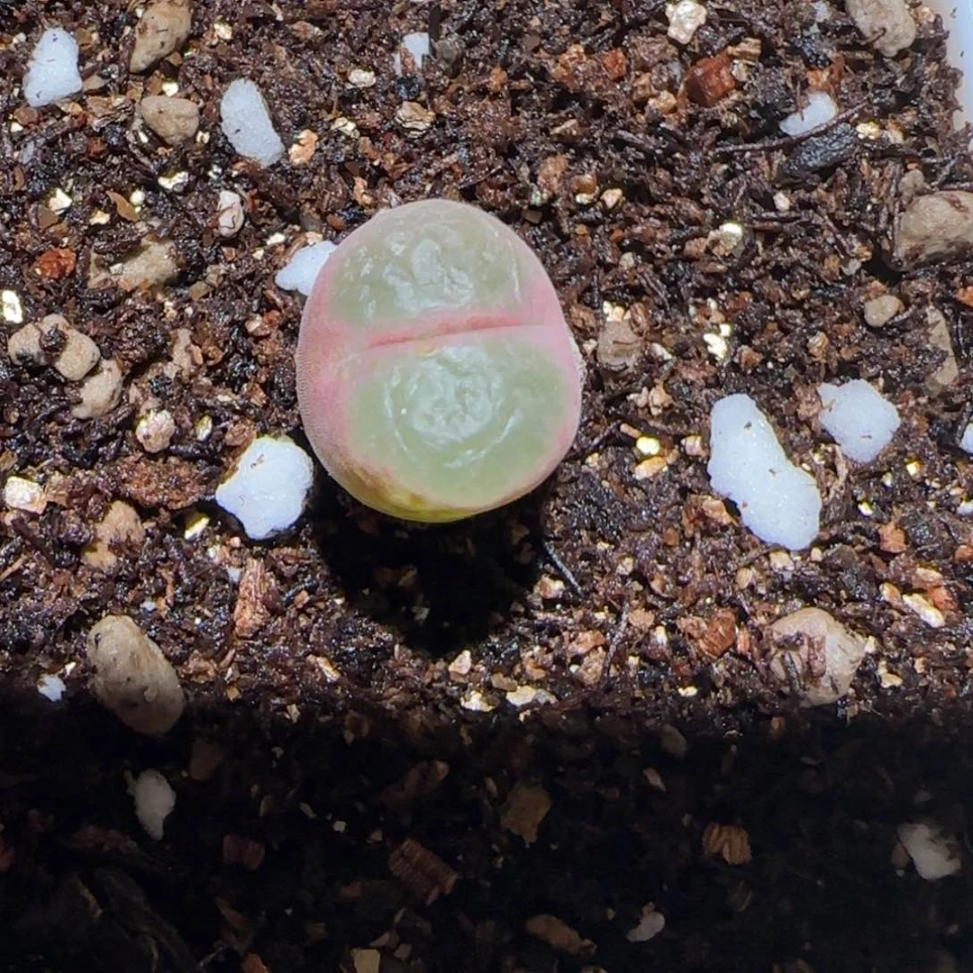 肉锥多肉植物百科-绿焰1327