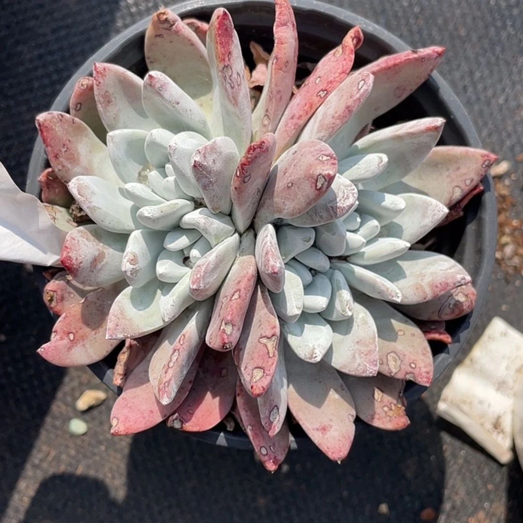 【闪购商品】泡芙老庄