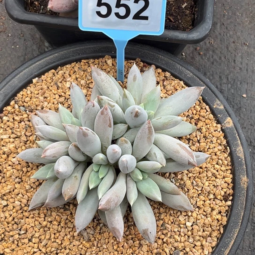 多肉植物彩胖体哥特552