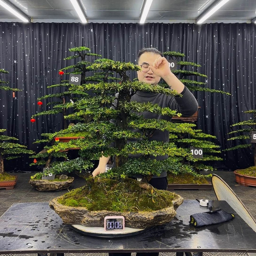 松树柏树造型盆景