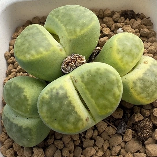 071.黄明炫群生4头