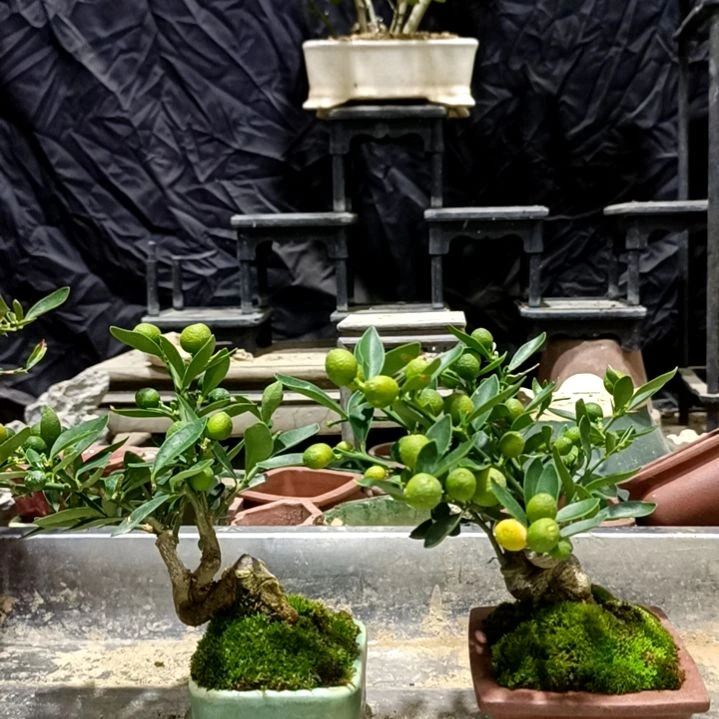 青***压完全开放金豆小橘子绿植树