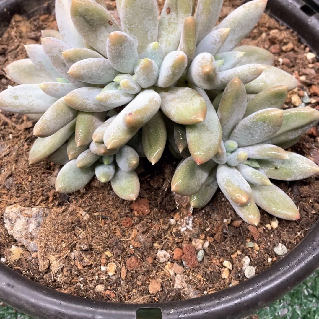 哥特群在缀一物一拍28包邮