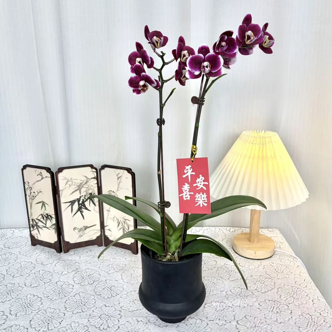 蝴蝶兰【巧克力】带花带花苞开花株发货乔迁结婚送礼佳