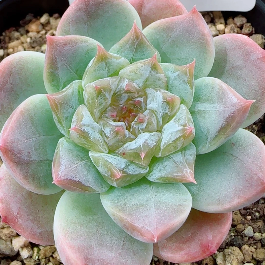 花语逸镜1006-286秘境冰魄