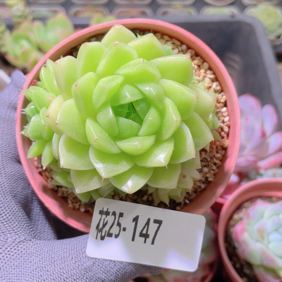 花利美25-147麦秆群