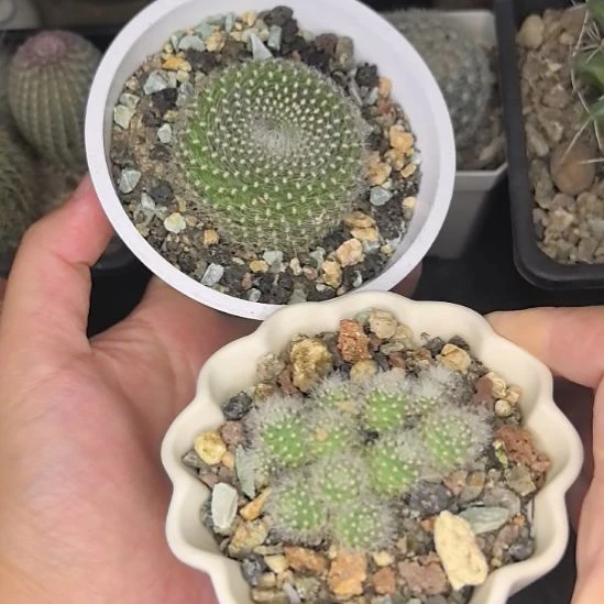 【组合】青雪光直径4+侧芽自根粉蝶直径3