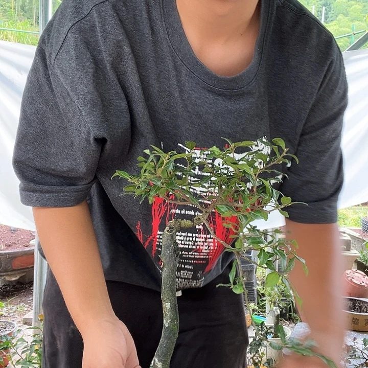 毅***茶无花朵金弹子盆景系列产品