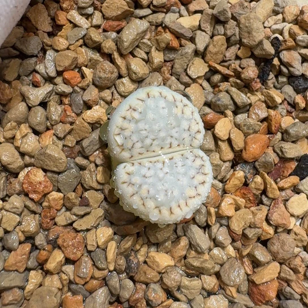 煮**茶0113-25饼干1621.6