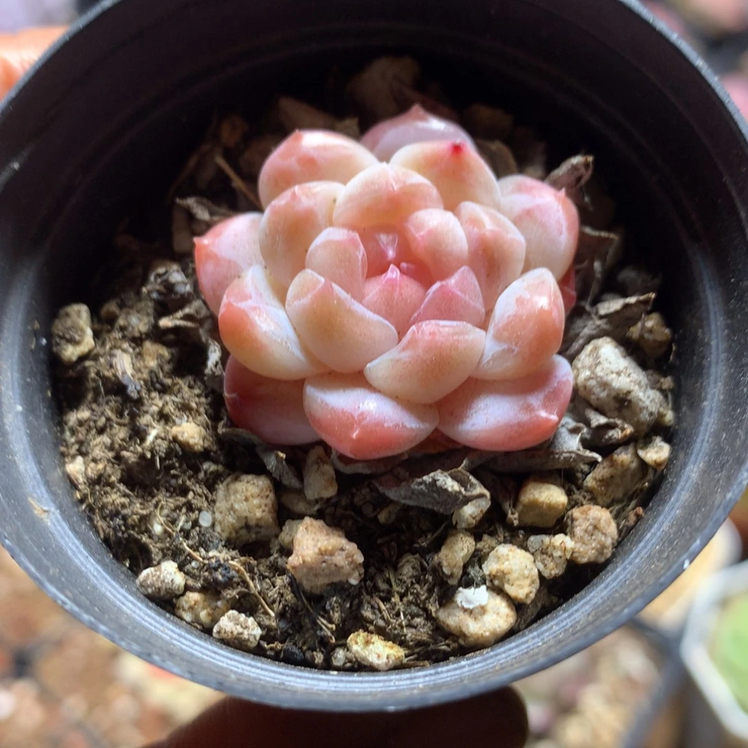 精控冰魄一物一拍