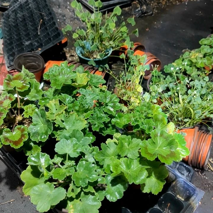 无花朵火凤凰大，月光女神。拜占庭，玛雅