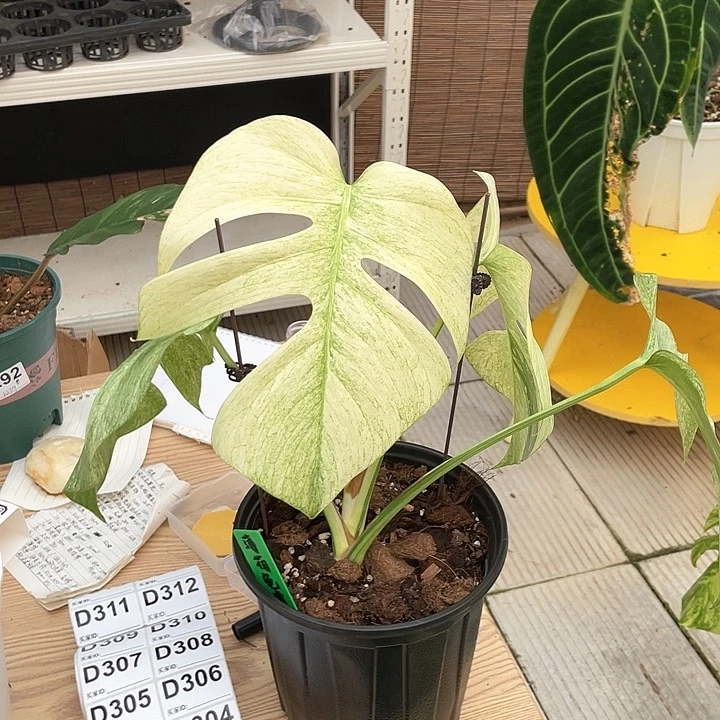 K*薄荷龟背竹全锦