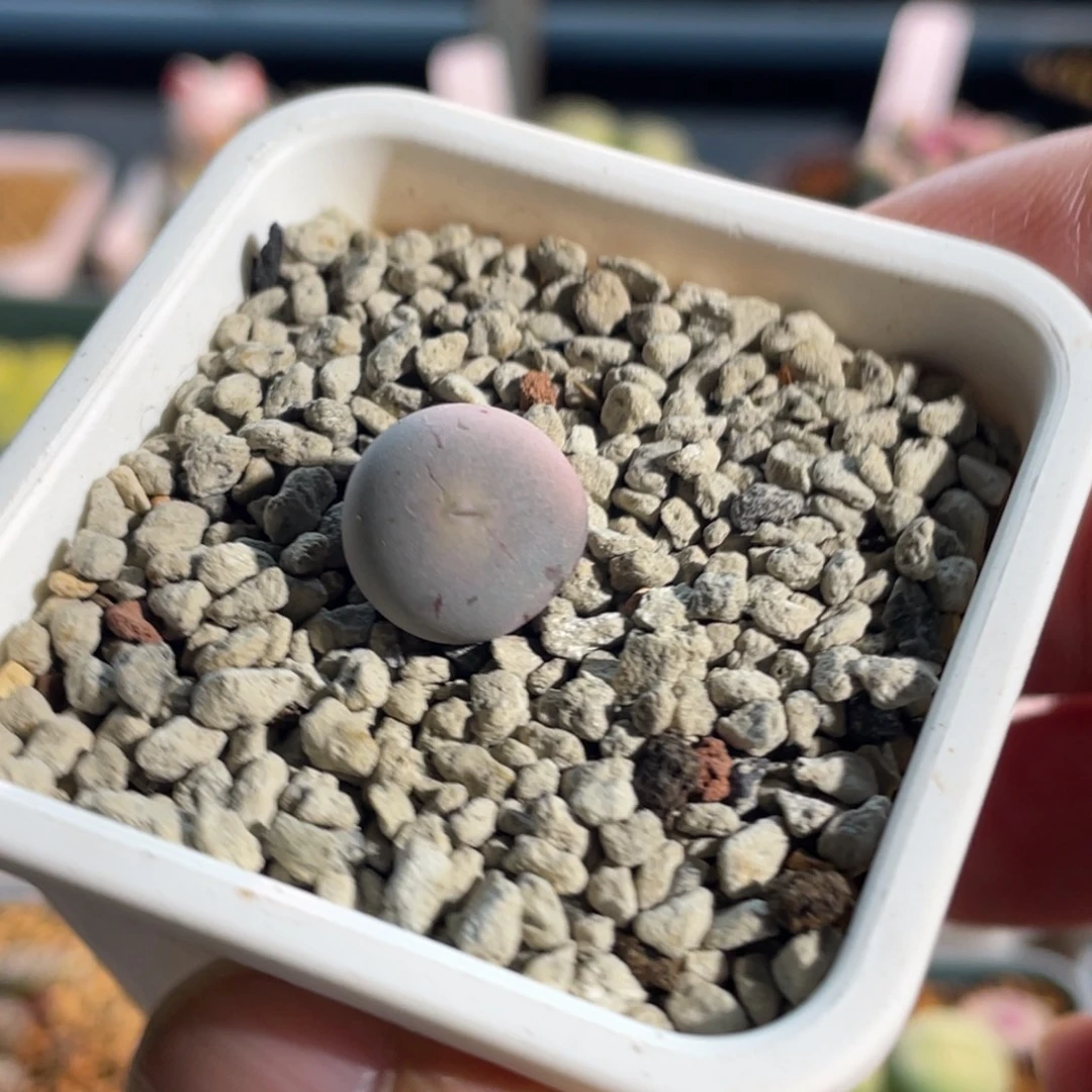 粉体v嘴植物一物一拍