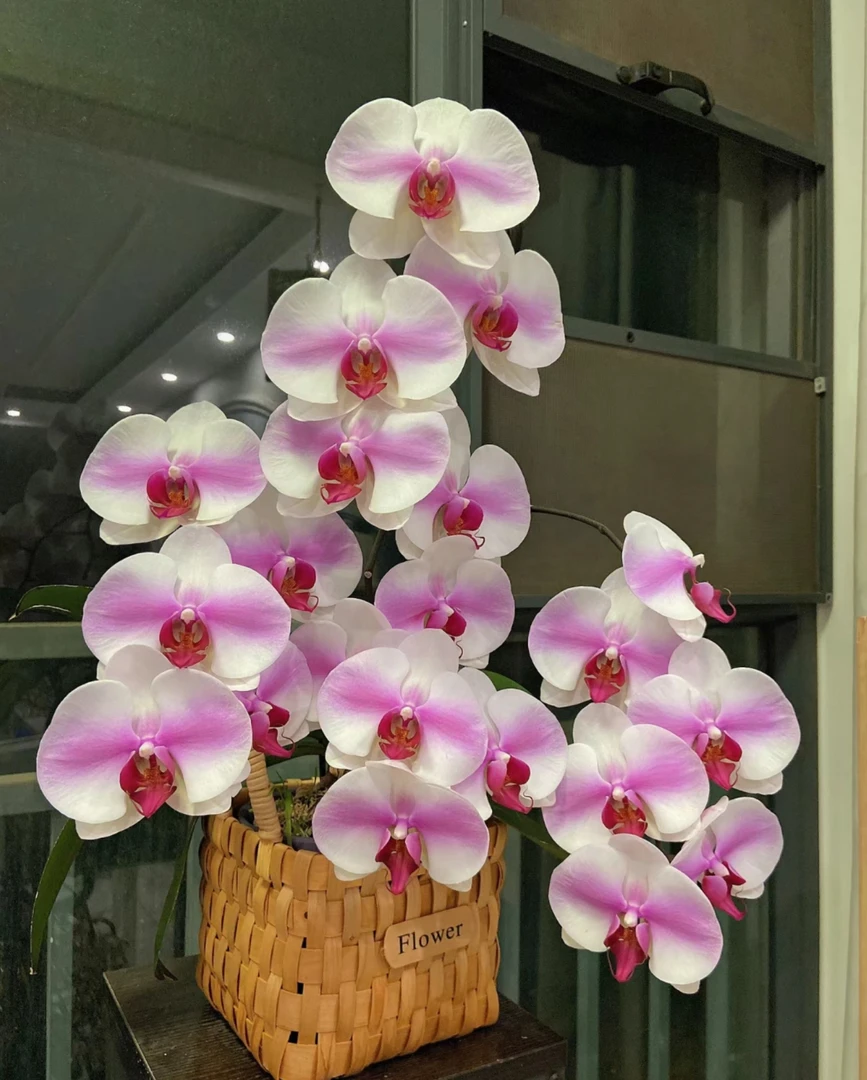 大花【婚纱】2.8寸杯刚破口花剑叶片瑕疵蝴蝶兰盆栽全店满两颗发货