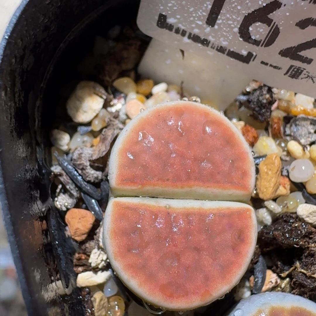 Zzzzz精品生石花1623