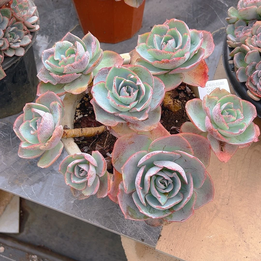 &***@2871达芬奇密码多肉植物