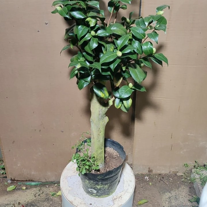503魔术师，原盆原土发货，不包邮
