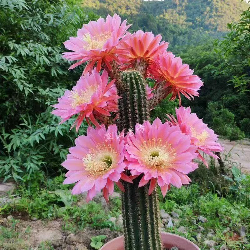 毛花柱实生根多头毛花柱好养活