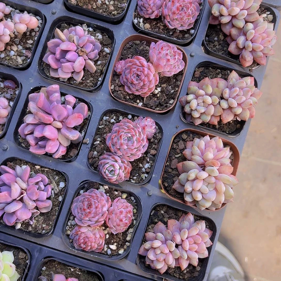 杂交新品一颗量拍