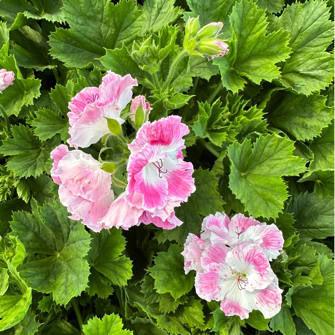 【蝴蝶梅德利】鲜花花卉绿植盆栽