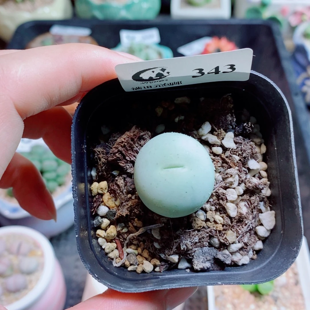 生石花花花花花343