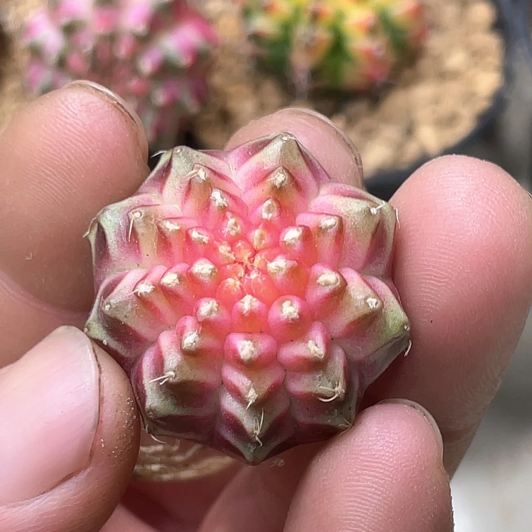 无花朵泰系实生，轮回增棱价