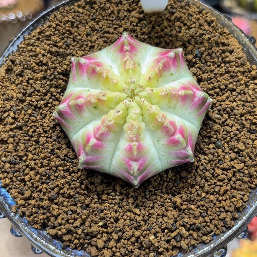 皇室轮回—————————-