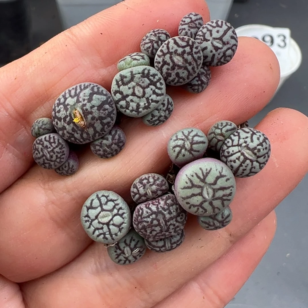 12.2好看的多肉脱土发货995