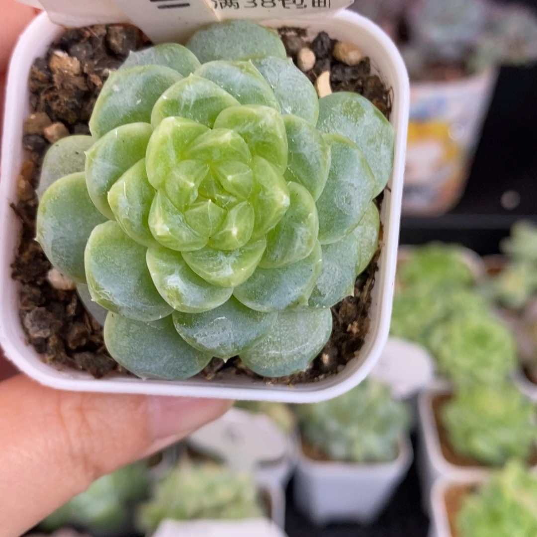 111单头福利一颗13号