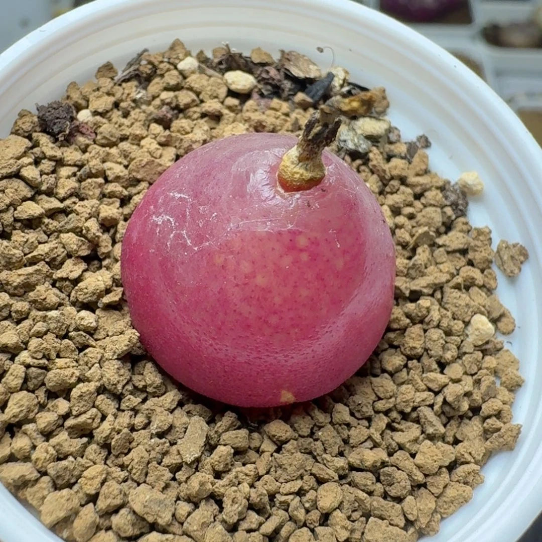 2313带盆发货一颗灯灯