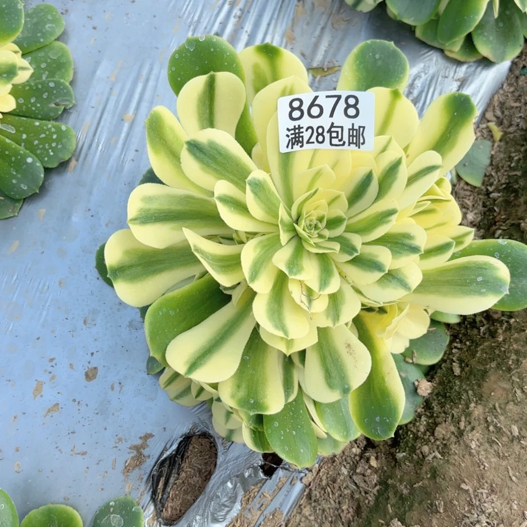 F. 8678辛尼雅多肉