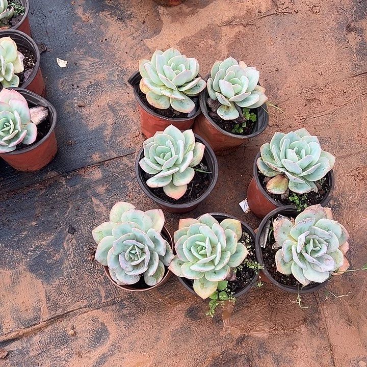 西***柿多肉植物实物直播实物245