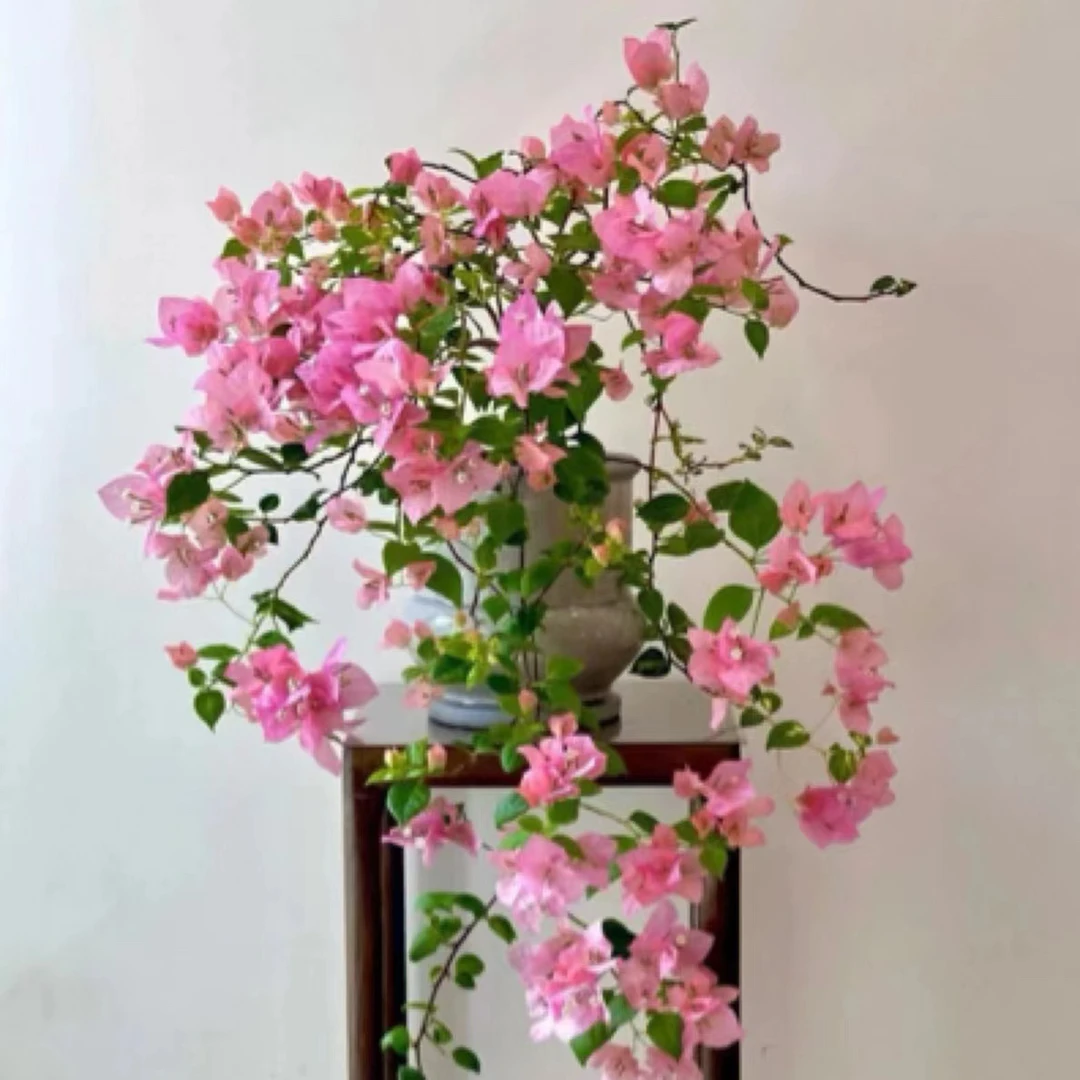 {橙粉公主1苗}三角梅四季勤花庭院阳台可爬藤种植好养新手懒人。