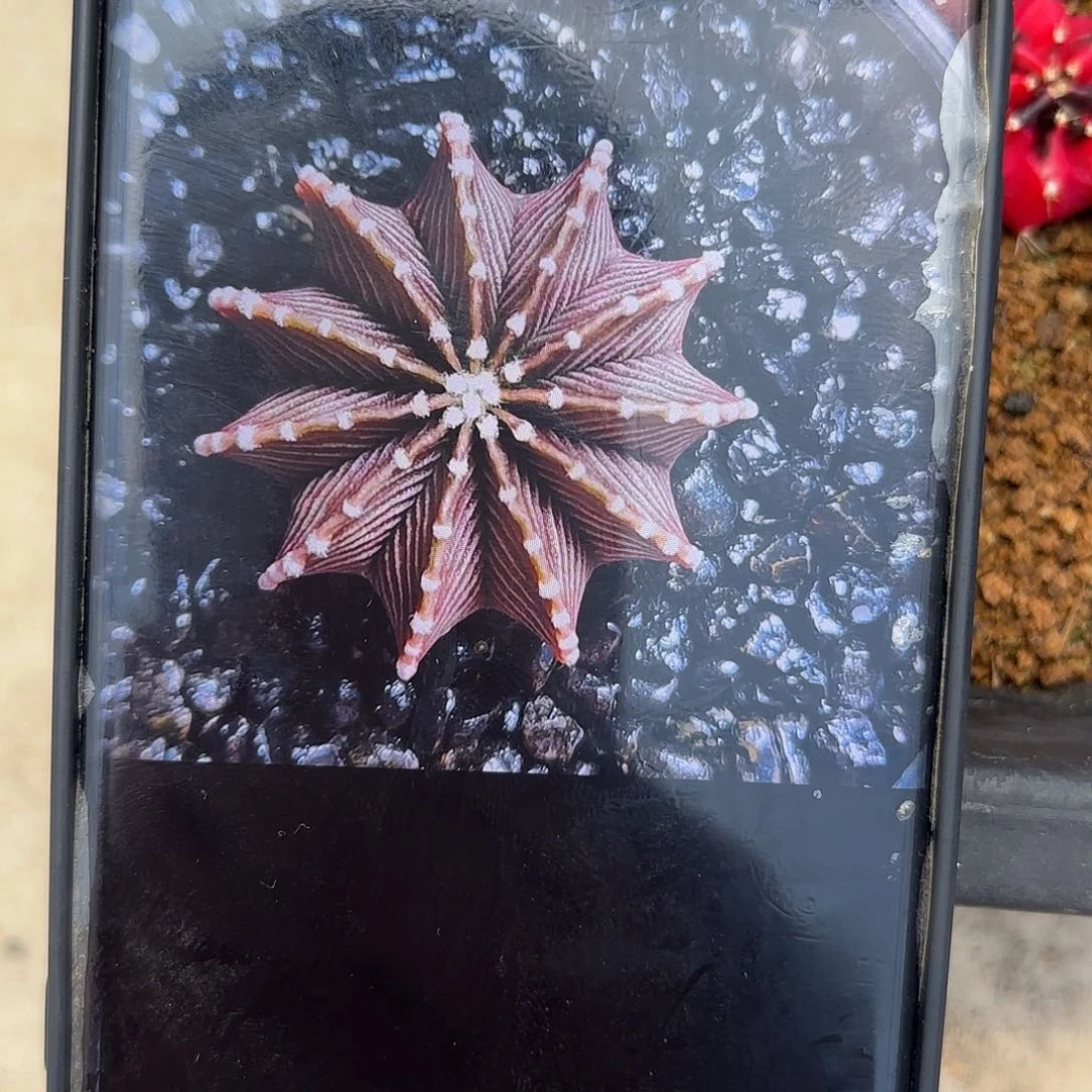 你***孩170-1010泰国发货多肉