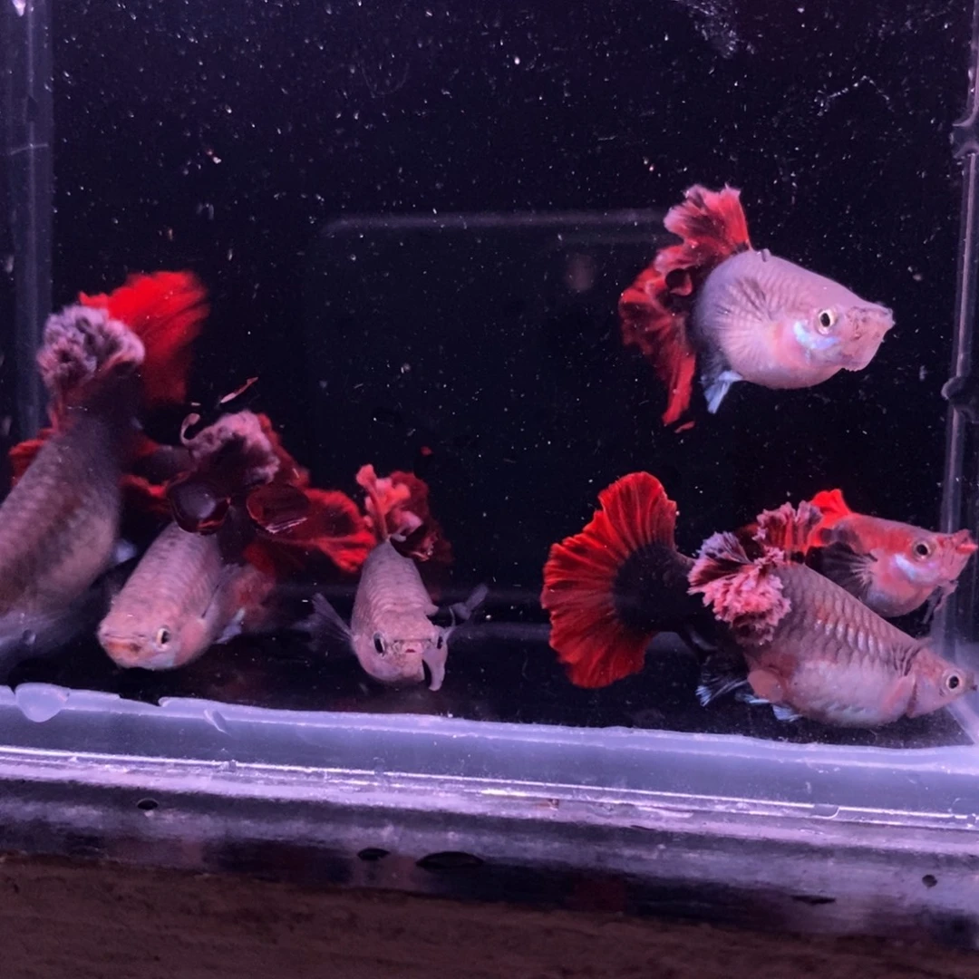 孔雀鱼菊花帆五对