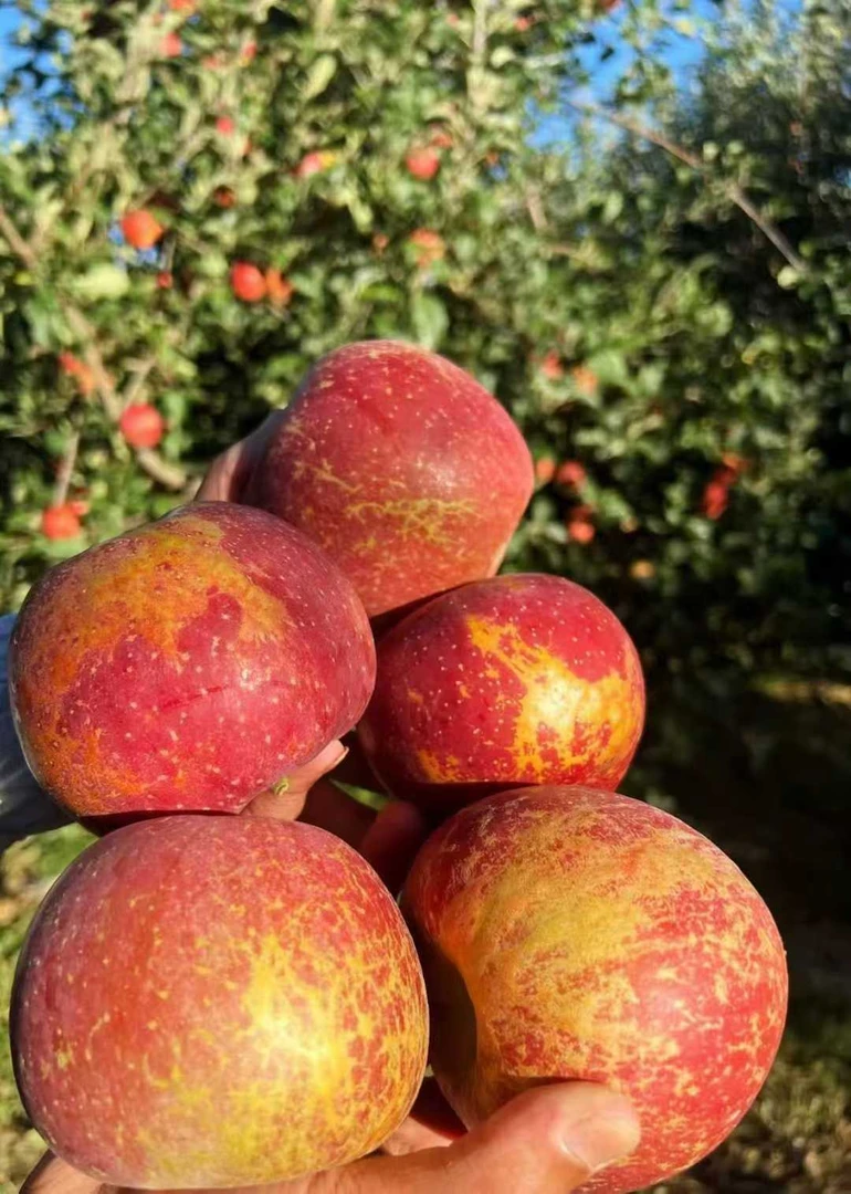 云南昭士丑苹果新鲜现摘脆甜多汁当季水果产地直发通冰糖心红富