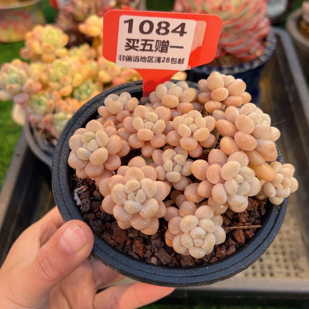 表妹精品多肉1084.