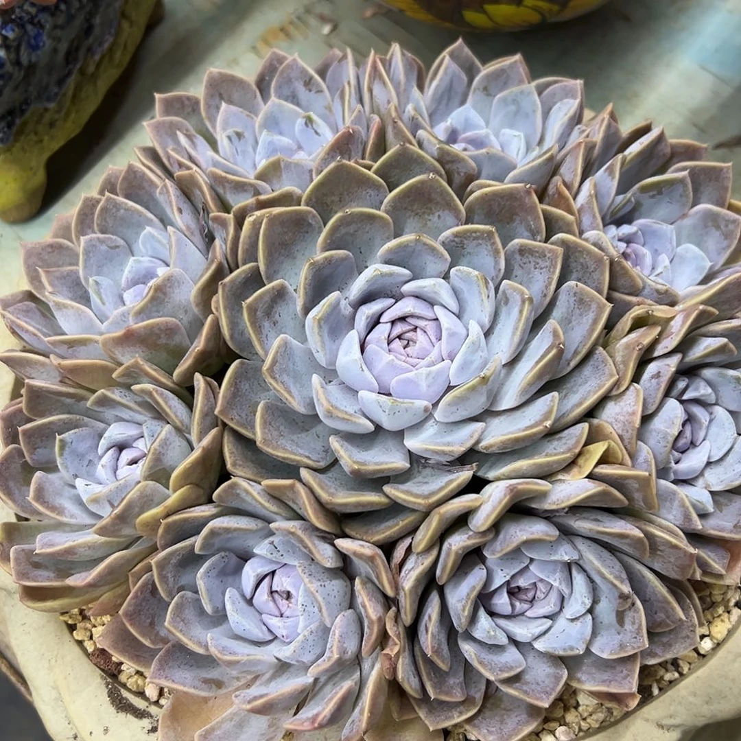 汉堡48 零零多肉植物