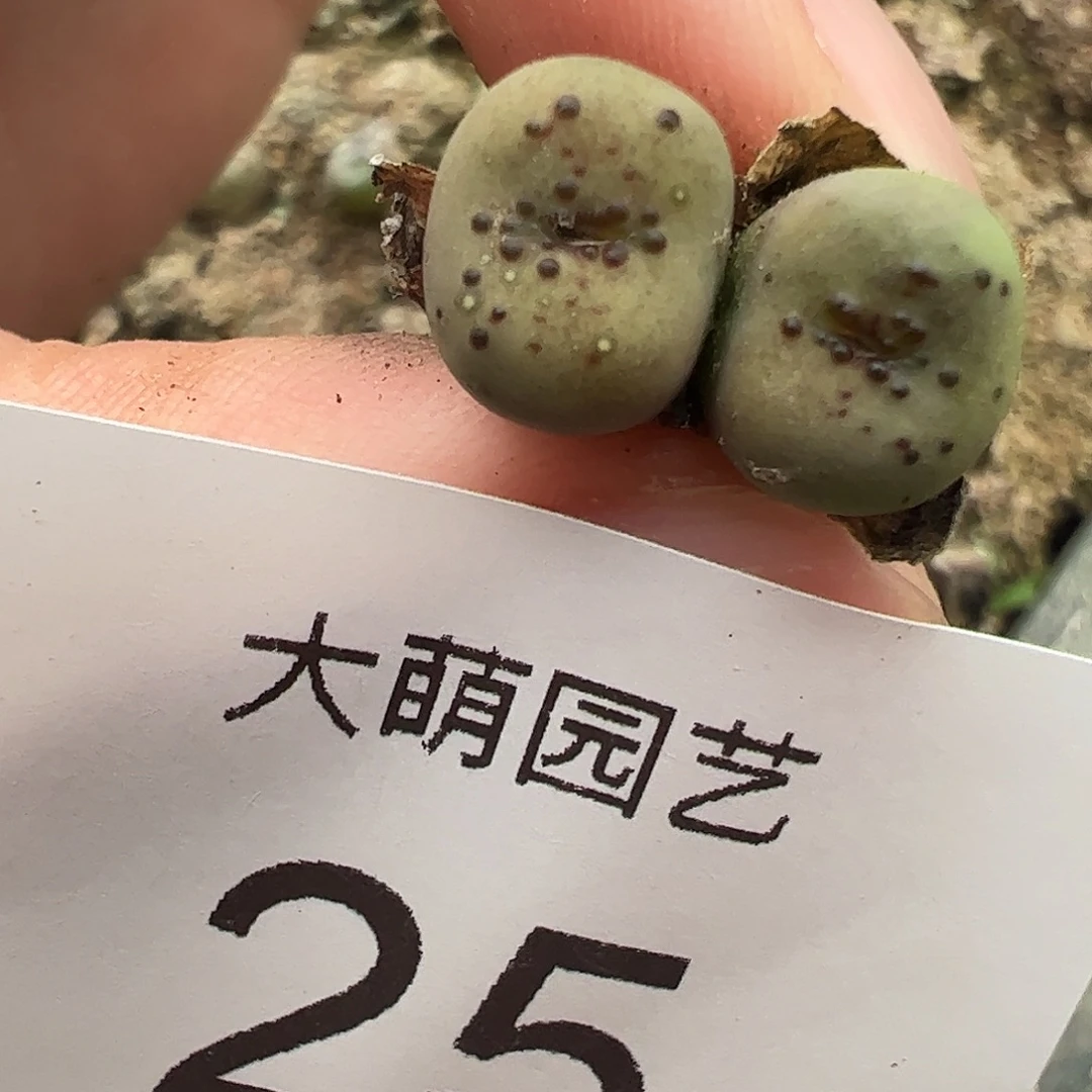 一物一拍。         25