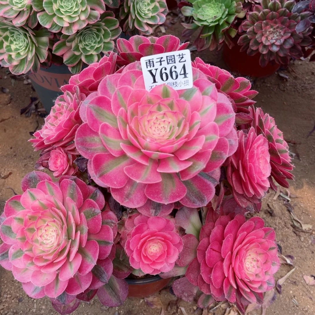 664荔枝尺寸28左右