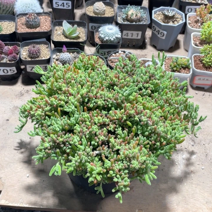 超大盆枝干番杏20厘米