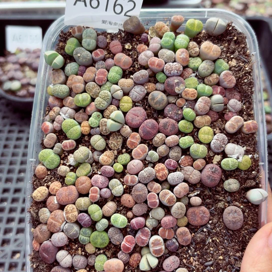 6162—生石花 生石花