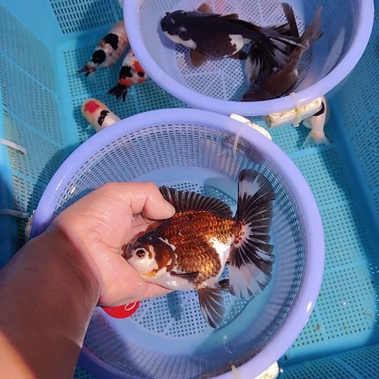 金鱼014黑白巨人百褶泰狮精品特价顺丰